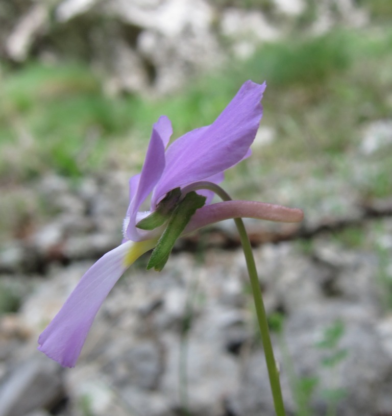 Viola cassinensis (=Viola pseudogracilis) / Viola di Montecassino